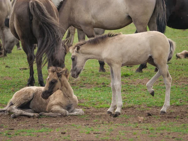 Almanya'da Vahşi atlar