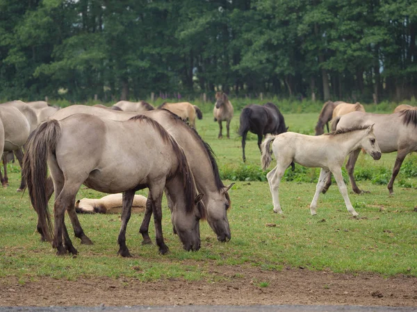 Caballos Salvajes Alemania — Foto de Stock