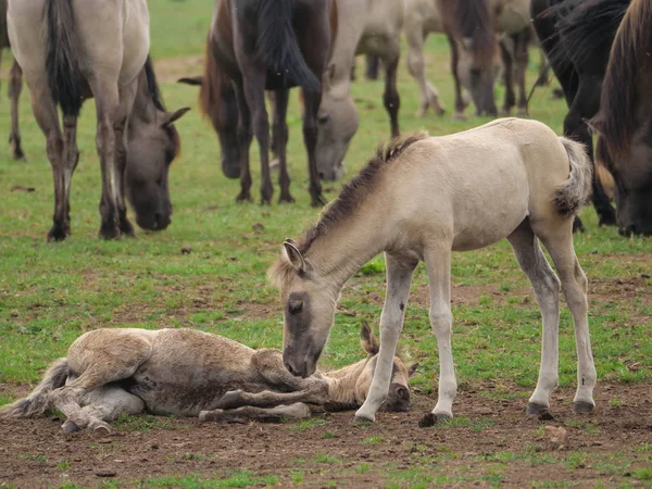 Almanya'da Vahşi atlar
