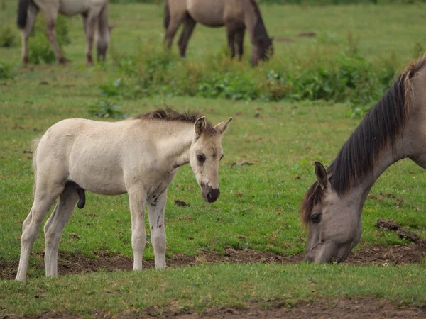 Almanya'da Vahşi atlar