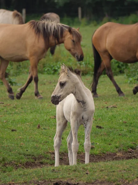 ドイツで野生の馬 — ストック写真