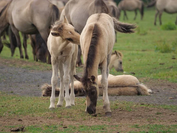 Wild Horses Germany — Stock Photo, Image