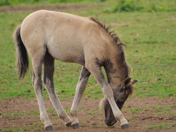 Wild Horses Germany — Stock Photo, Image