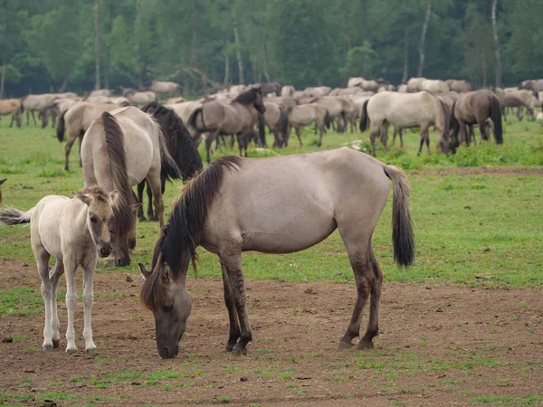 Caballos Salvajes Alemania — Foto de Stock