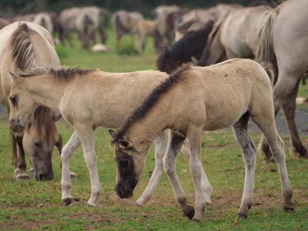 Almanya'da Vahşi atlar