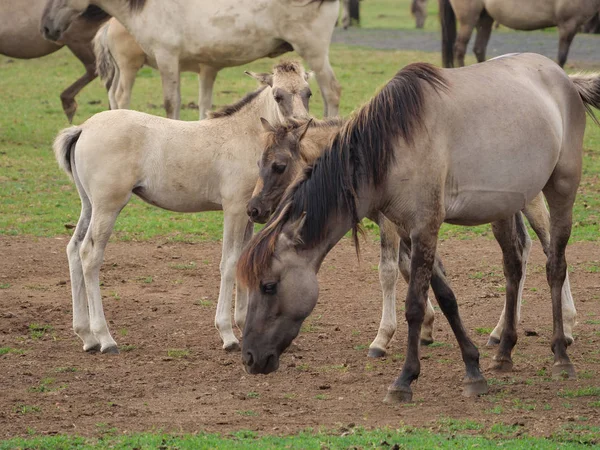 Almanya'da Vahşi atlar