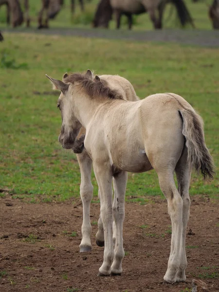 Almanya'da Vahşi atlar