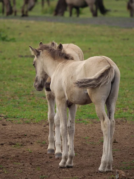 Almanya'da Vahşi atlar