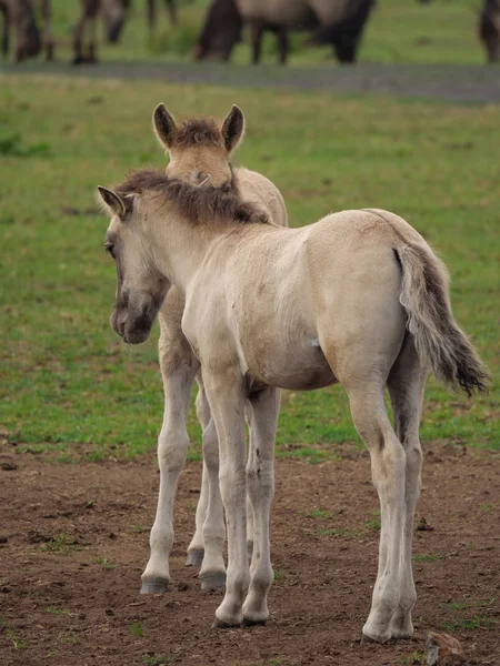 Almanya'da Vahşi atlar