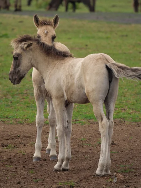 Almanya'da Vahşi atlar