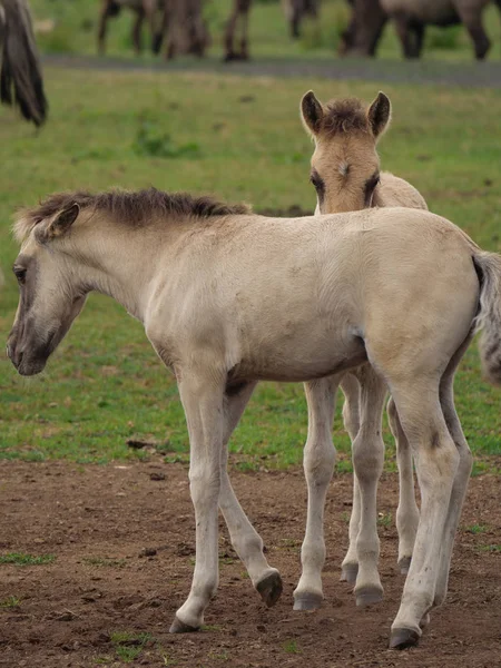 Almanya'da Vahşi atlar