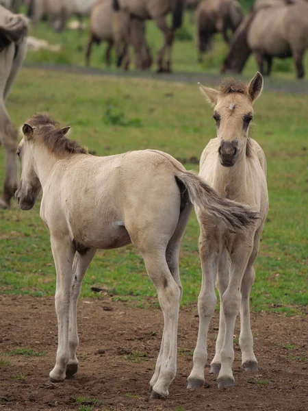 Almanya'da Vahşi atlar