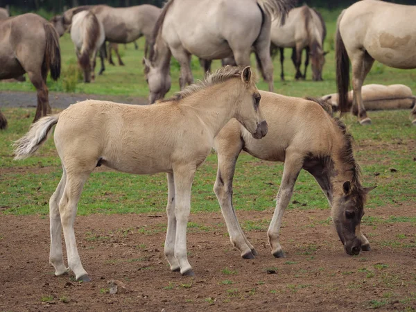 Almanya'da Vahşi atlar