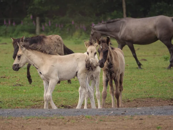 Almanya'da Vahşi atlar