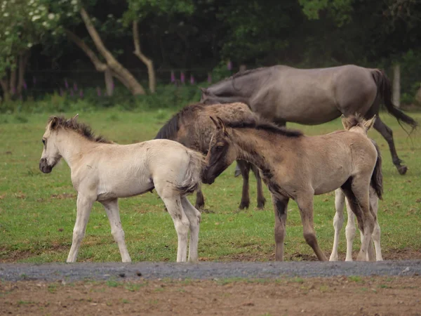 Almanya'da Vahşi atlar