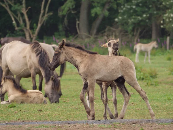 Almanya'da Vahşi atlar