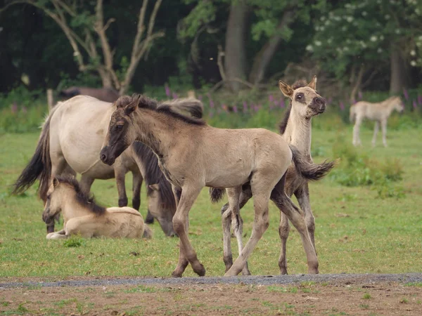 Almanya'da Vahşi atlar