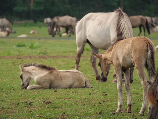 Almanya'da Vahşi atlar