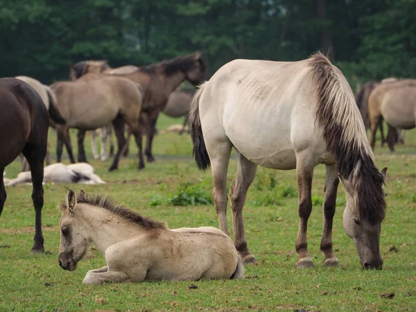 Almanya'da Vahşi atlar