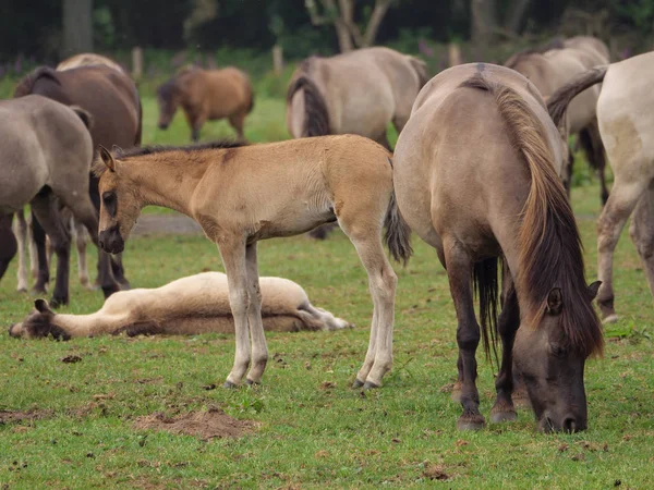 Almanya'da Vahşi atlar