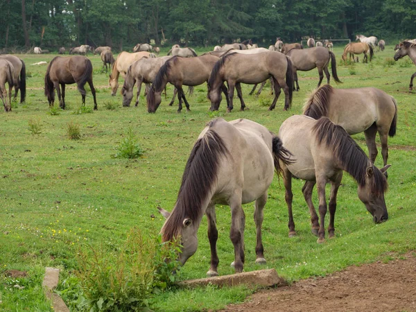 Caballos Salvajes Alemania — Foto de Stock