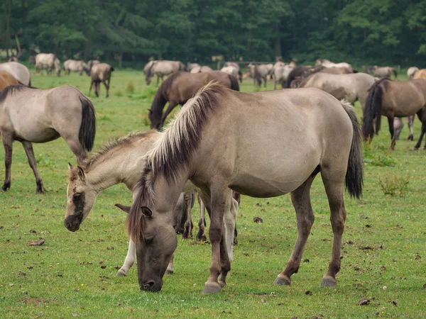 Almanya'da Vahşi atlar