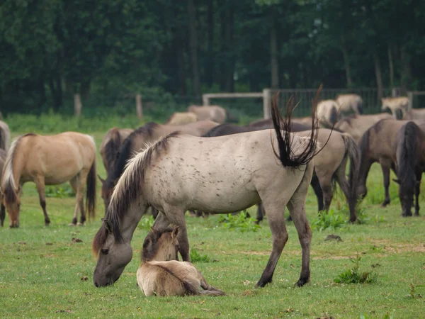 Almanya'da Vahşi atlar