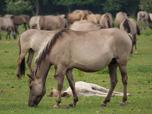 Άγρια Άλογα Στη Γερμανία — Φωτογραφία Αρχείου