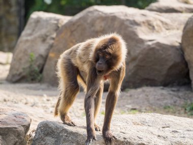 Hayvanat bahçesindeki hayvanlar