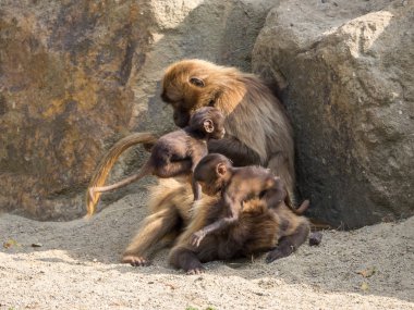 Hayvanat bahçesindeki hayvanlar