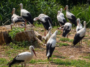 Hayvanat bahçesindeki hayvanlar