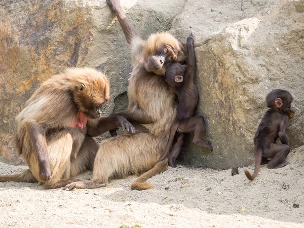 Animals Zoo — Stock Photo, Image