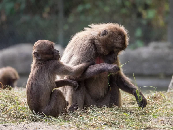 Animais Zoológico — Fotografia de Stock