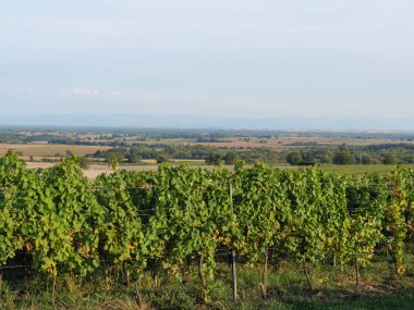 Fransız Alsace ve Alman pfalz