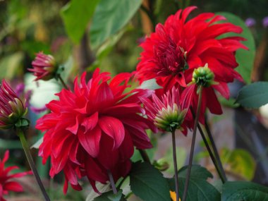 Bahçeye yaz akşamları