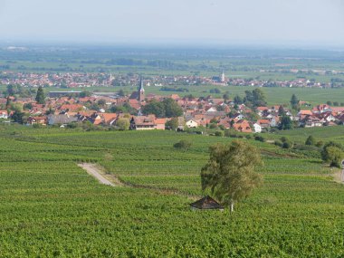 Alman pfalz