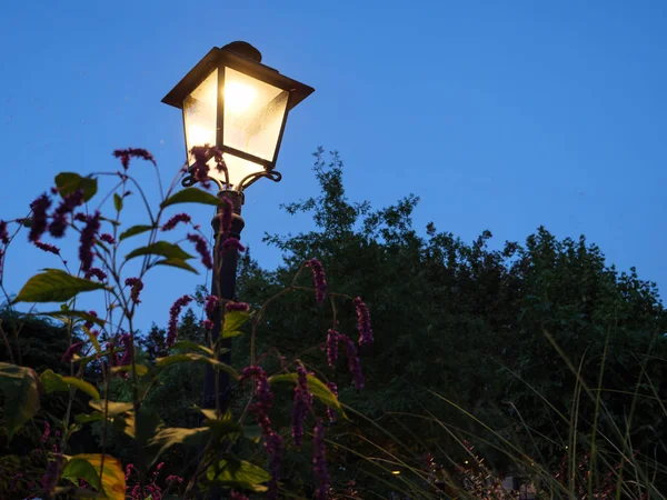 Bahçeye Yaz Akşamları — Stok fotoğraf