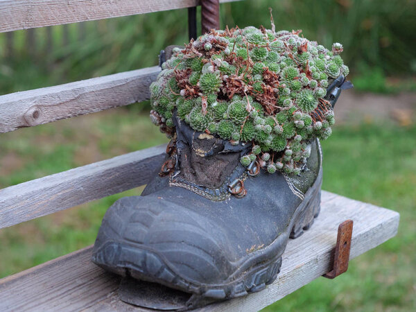 Summer evening in the garden