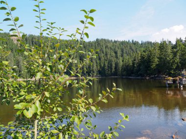 Almanya'da Kara Orman