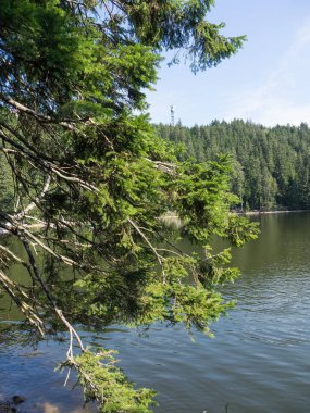 Almanya'da Kara Orman