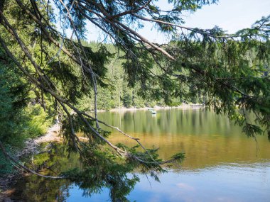 Almanya'da Kara Orman