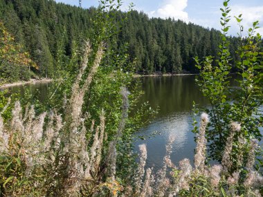 Almanya'da Kara Orman