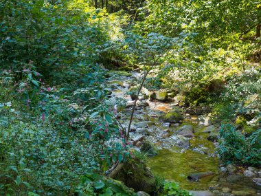 Almanya'da Kara Orman