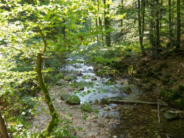 Almanya'da Kara Orman