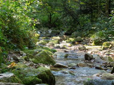 Almanya'da Kara Orman