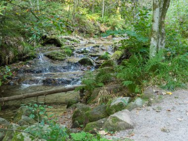 Almanya'da Kara Orman