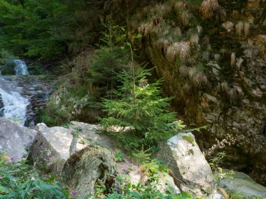 Almanya'da Kara Orman