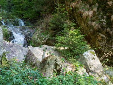 Almanya'da Kara Orman