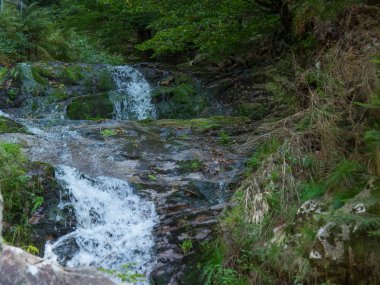 Almanya'da Kara Orman
