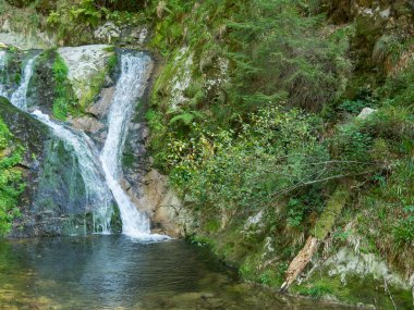 Almanya'da Kara Orman